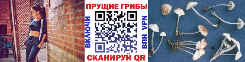 блэк спрут маркетплейс  Шиханы  Псилоцибиновые грибы GOLDEN TEACHER 